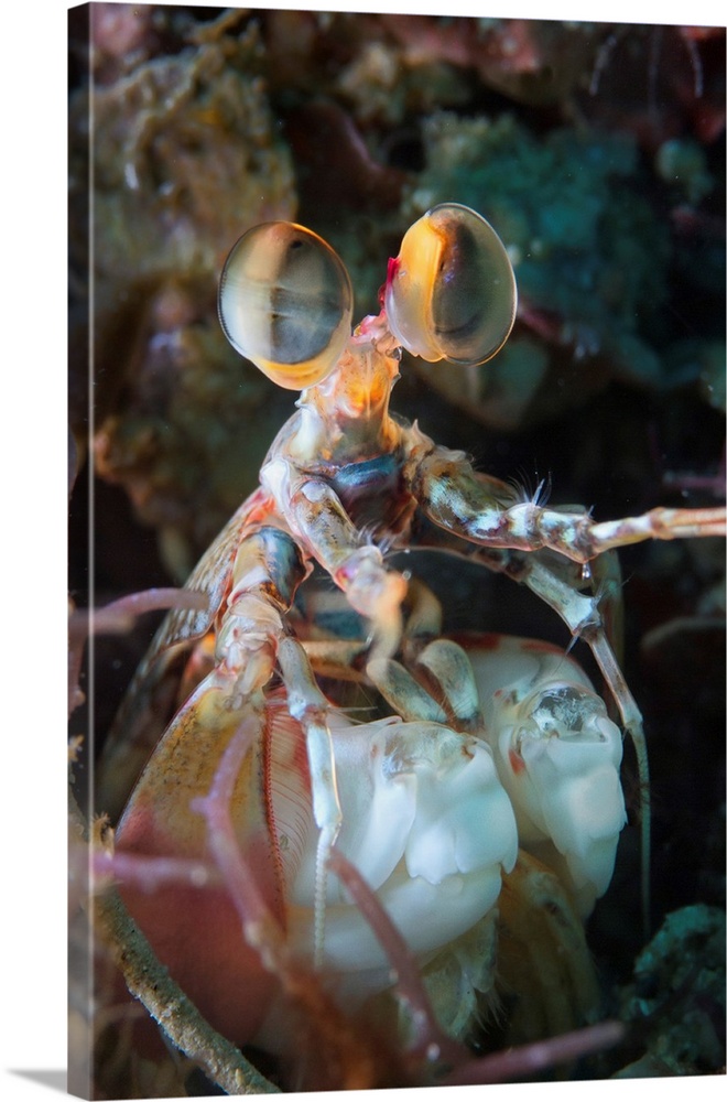 Mantis shrimp (Odontodactylus latirostris), Philippines.