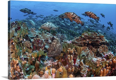 Marbled Grouper Gather In The South Pass Of Fakarava To Spawn, French Polynesia