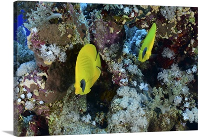 Masked Butterflyfish, Red Sea, Egypt