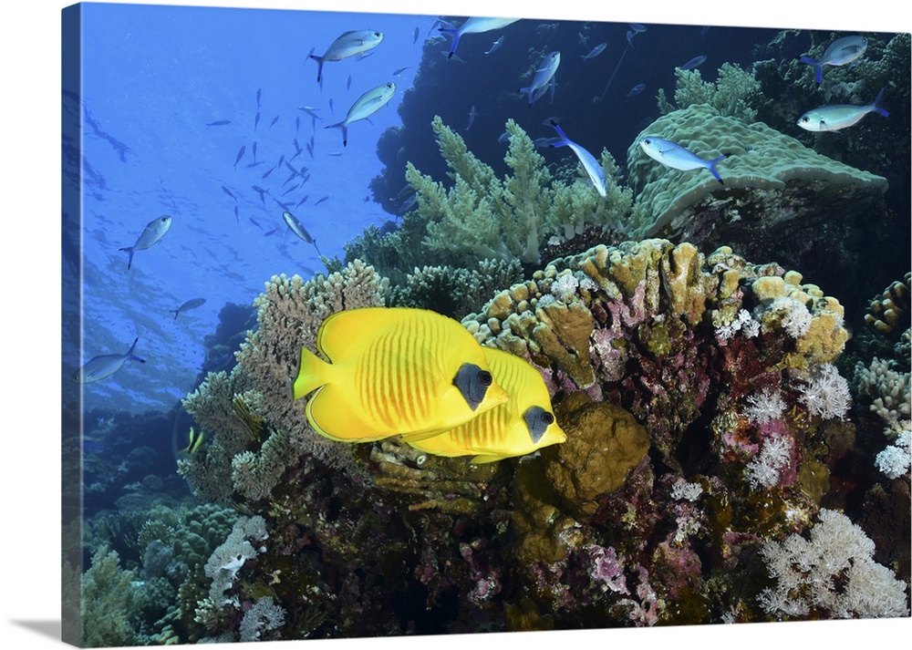 Masked butterflyfish, Red Sea, Egypt.