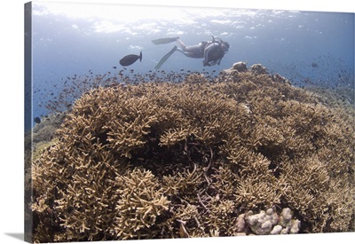 Masses of staghorn coral, Papua New Guinea