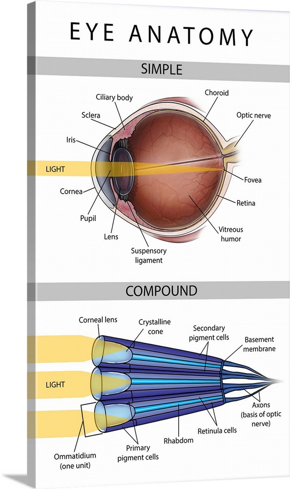 Medical illustration depicting the differences between simple and compound eyes.