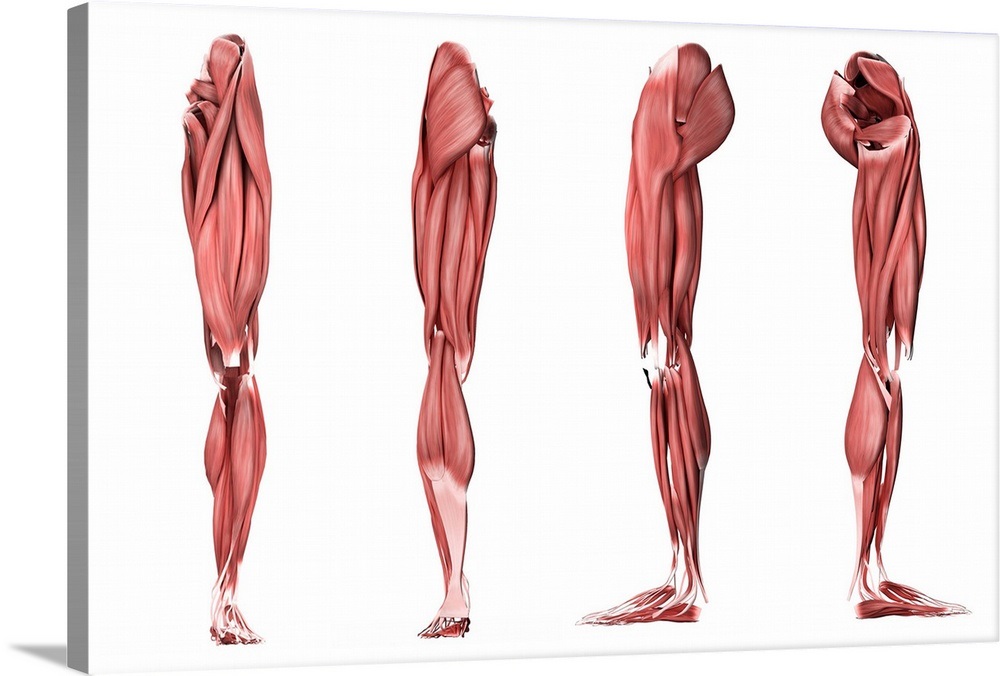 Medical illustration of human leg muscles, four side views ...