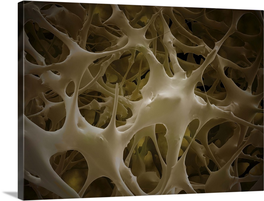 Microscopic view of bone fibre.