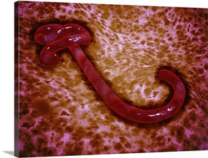 Microscopic view of ebola virus image thumbnail