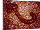 image thumbnail of Microscopic view of ebola virus.