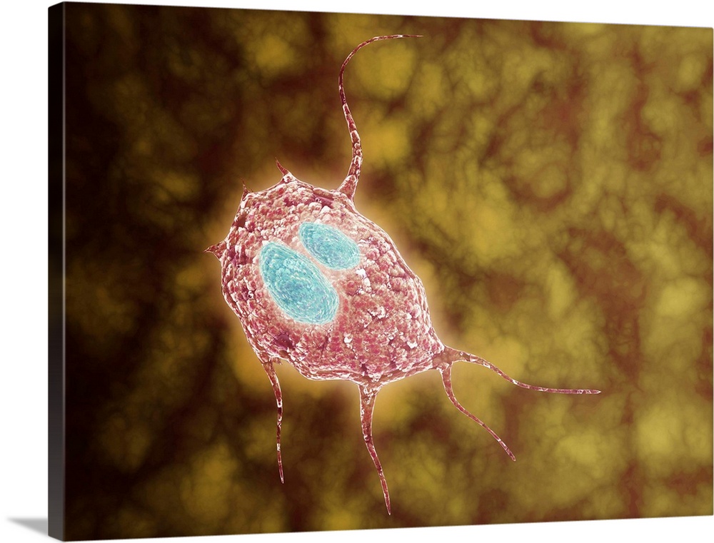 Microscopic view of Giardiasis, an infectious disease caused by a unicellular parasite known as Giardia lamblia.