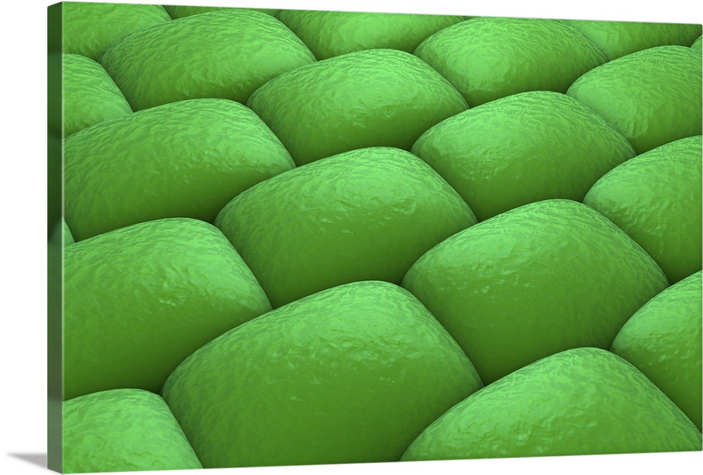 Microscopic view of plant tissues.