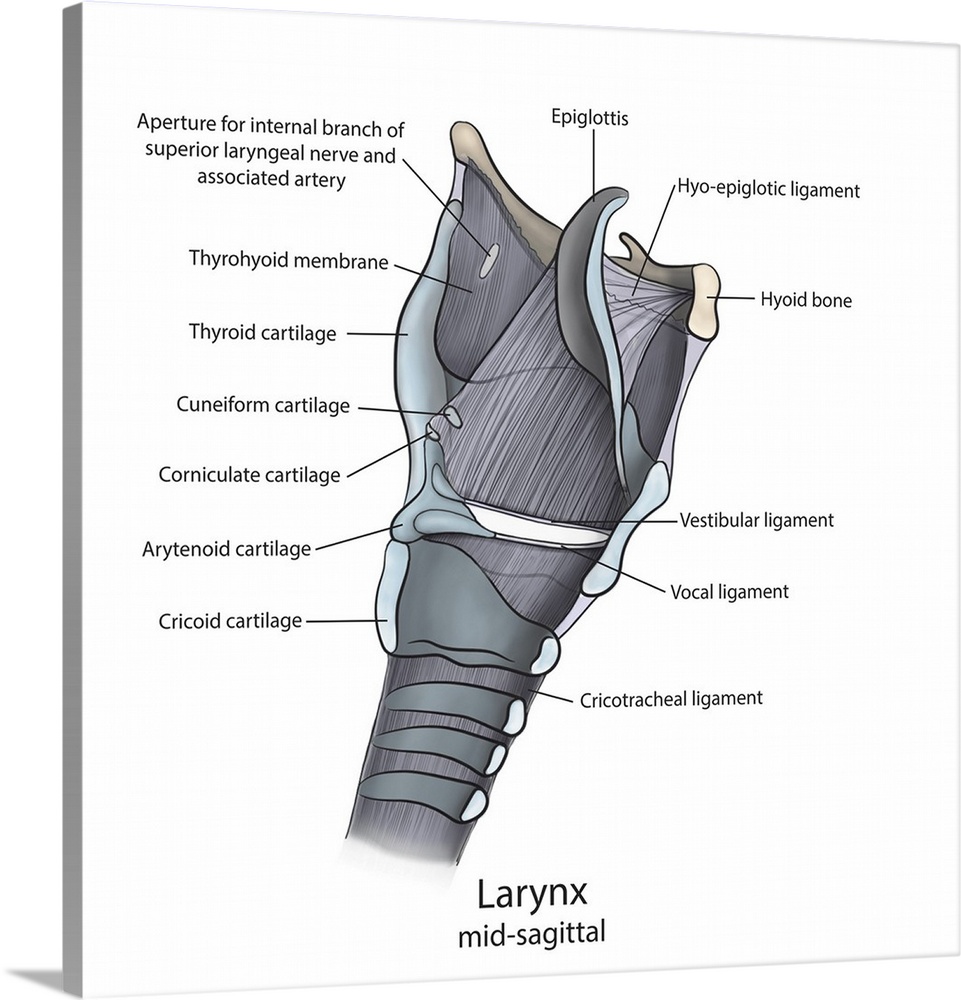 Mid-sagittal larynx anatomy with annotations.