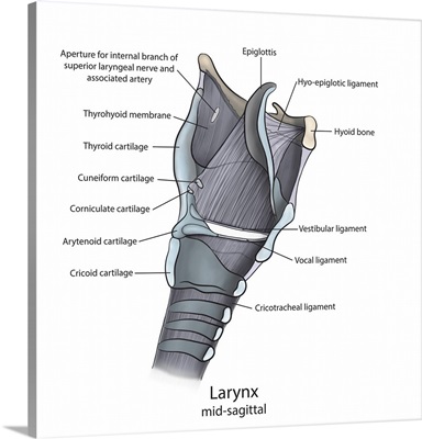 Mid-sagittal larynx anatomy with annotations