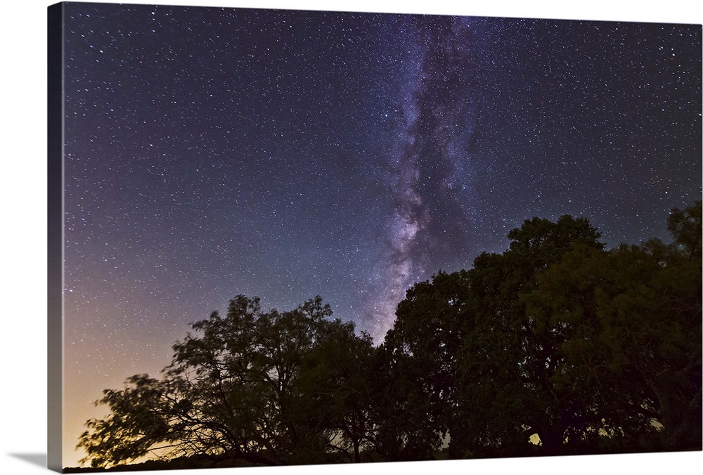 Night landscape with the Milky Way above live oak and mesquite trees, Adamsville, Texas.