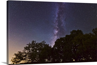 Milky Way above live oak and mesquite trees