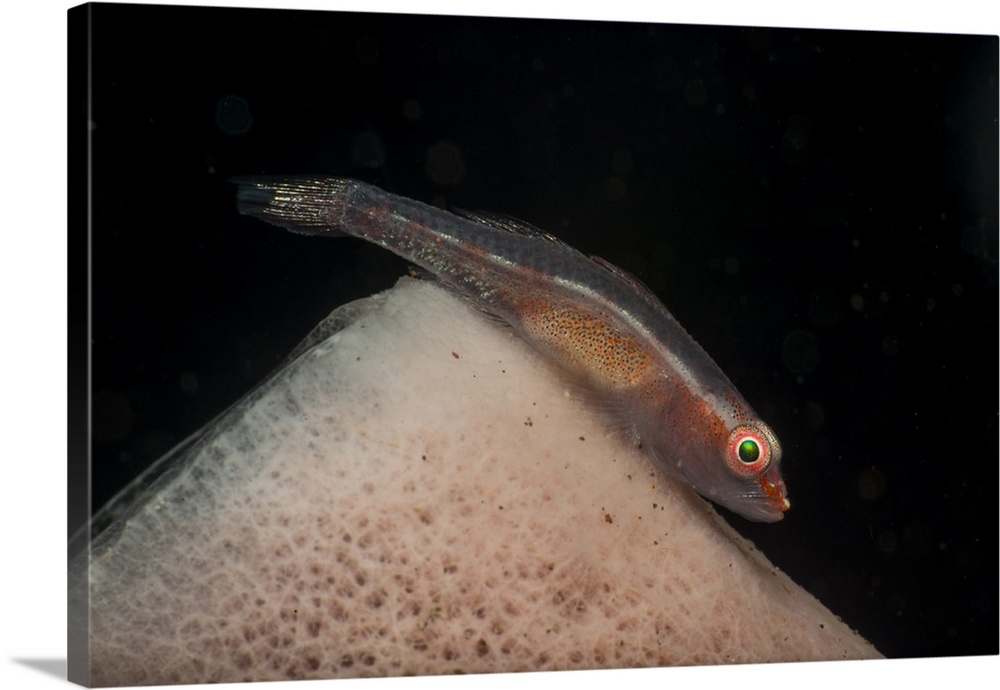 Red and transparent goby over the edge of a pink tube sponge, Indonesia.