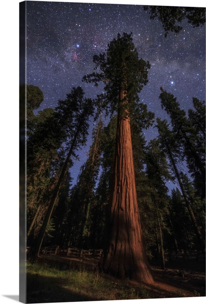 Illumination of moonlight and the Milky Way in a forest at Sequoia National Park, California.
