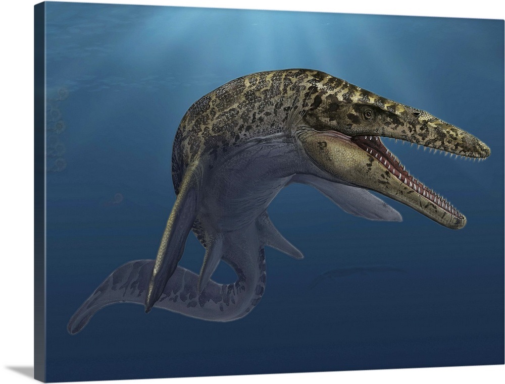 Mosasaurus hoffmanni swimming in prehistoric waters Wall Art, Canvas ...