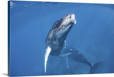 Mother And Calf Humpback Whales In The Caribbean Sea