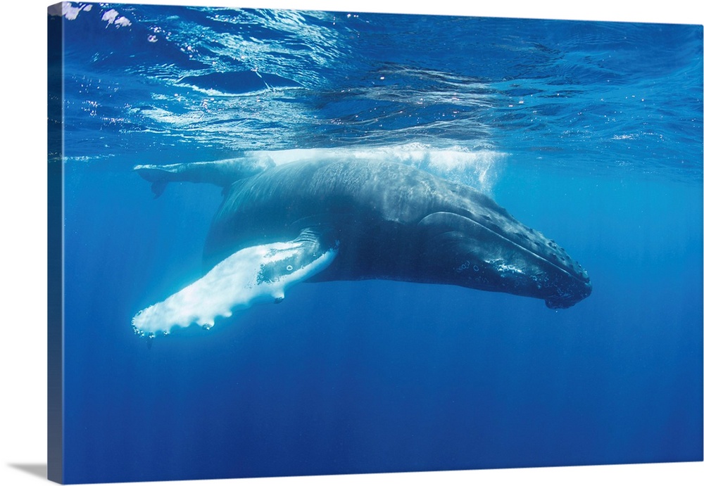 Mother and calf humpback whales swim in the blue waters of the Caribbean Sea.