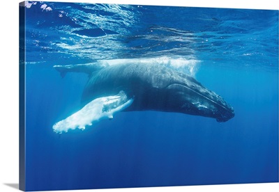 Mother And Calf Humpback Whales Swim In The Blue Waters Of The Caribbean Sea