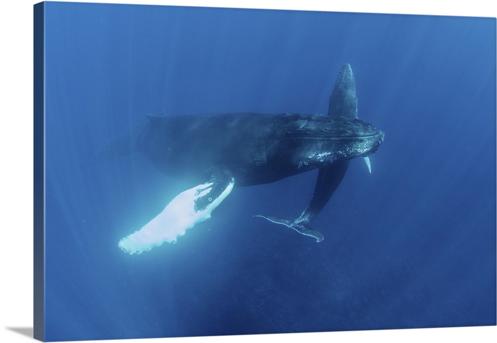 Mother and calf humpback whales swim in the blue waters of the Caribbean Sea.