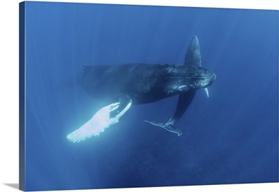 Mother And Calf Humpback Whales Swim In The Blue Waters Of The Caribbean Sea
