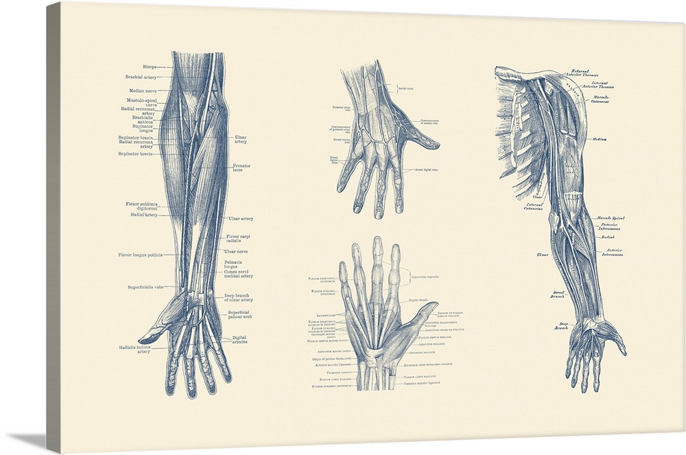 Multi-view diagram showcasing ligaments, muscles and veins throughout hand, arm and fingers.