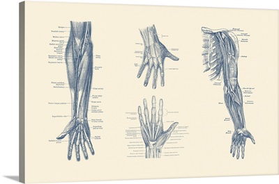 Multi-View Diagram Showcasing Ligaments, Muscles, Veins Throughout Hand, Arm And Fingers