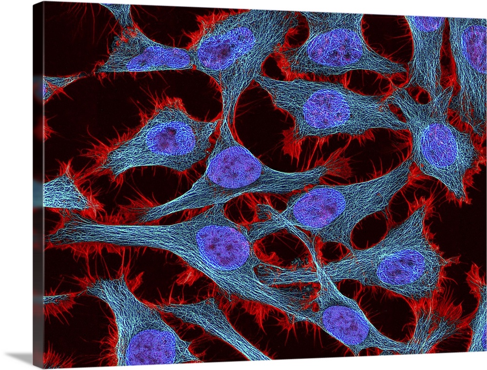 Multiphoton fluorescence image of HeLa cells stained with the actin binding toxin phalloidin (red), microtubules (cyan) an...