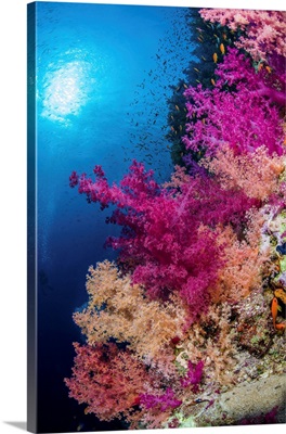 Multiple Colors Of Soft Corals Adorn A Reef In The Red Sea