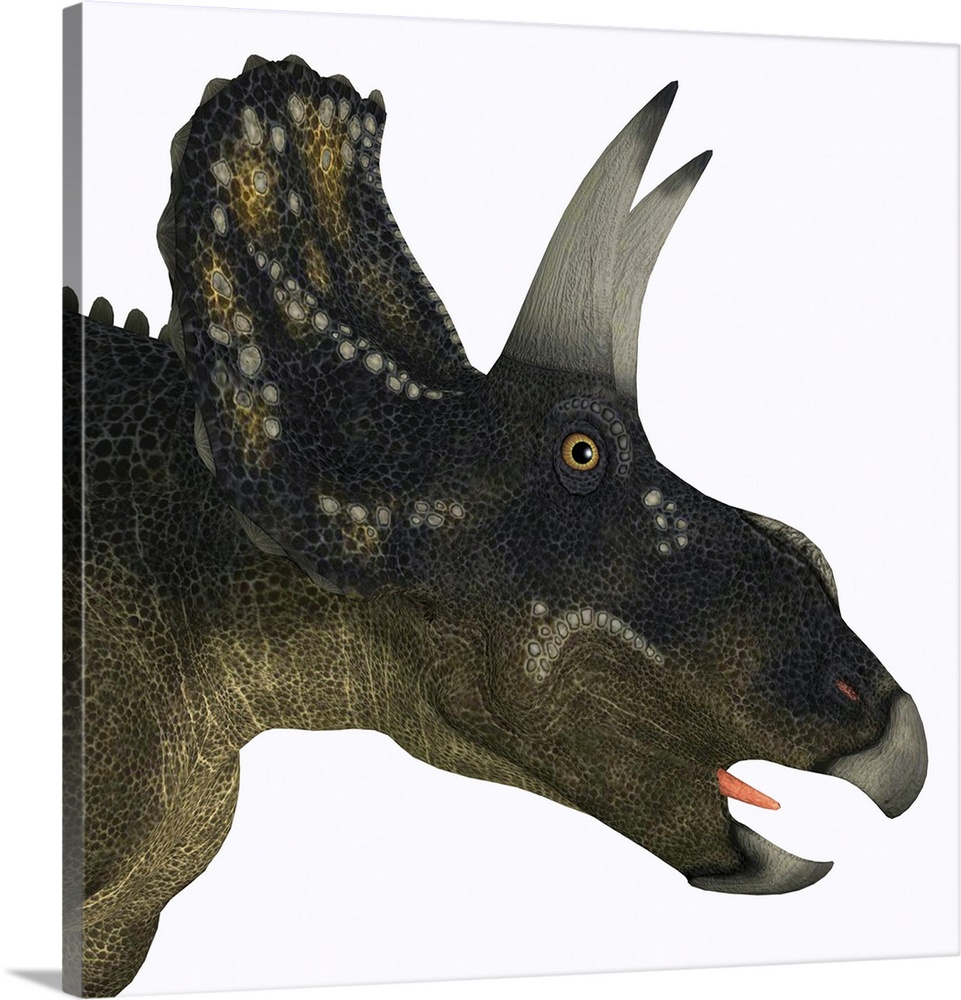 Nedoceratops portrait. Nedoceratops is a herbivorous ceratopsian dinosaur that lived in the Cretaceous Period of Wyoming, ...