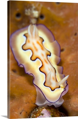 Nudibranch on orange sponge, Kimbe Bay, Papua New Guinea
