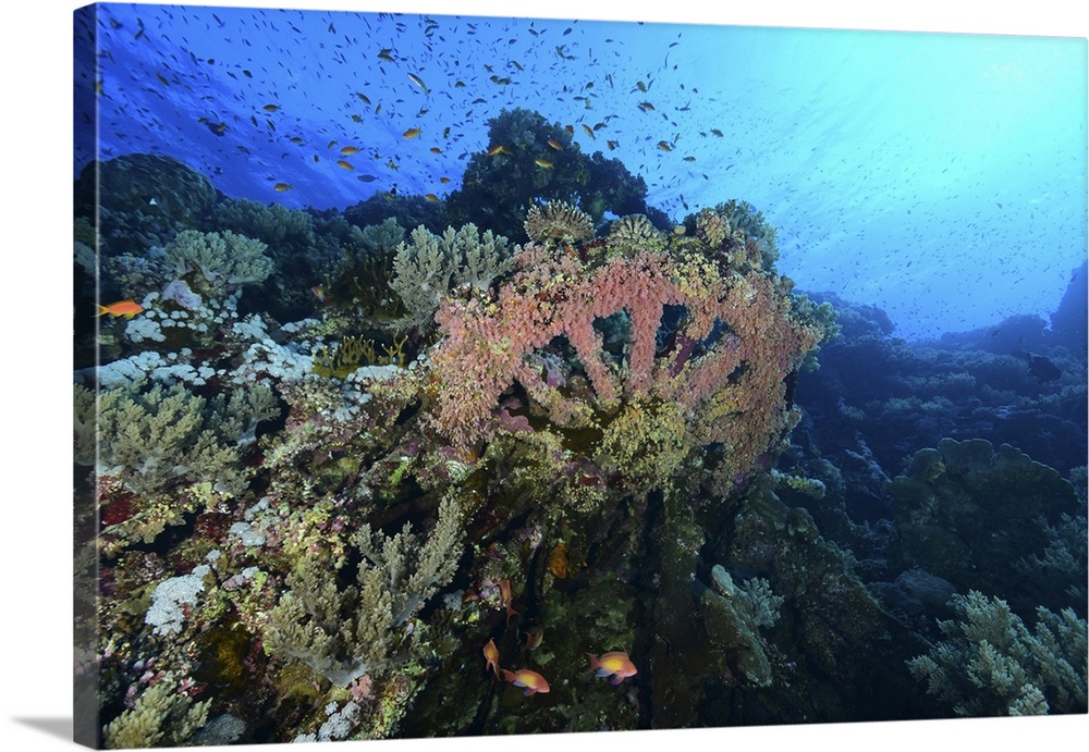 Numidia cargo ship wreck, Red Sea, Egypt.