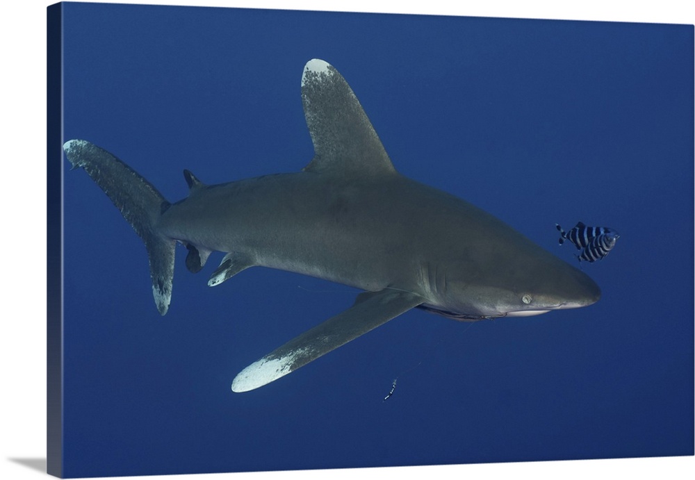 Oceanic whitetip shark, Red Sea, Egypt.