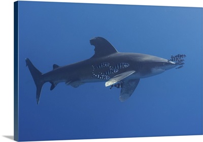 Oceanic Whitetip Shark, Red Sea, Egypt