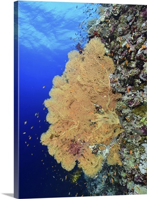 Orange Reef Fan Coral, Red Sea, Egypt