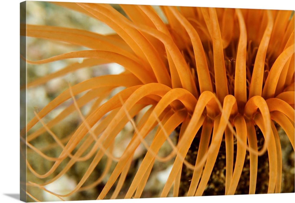 Orange tube anemone, Todos Santos Island, Mexico.