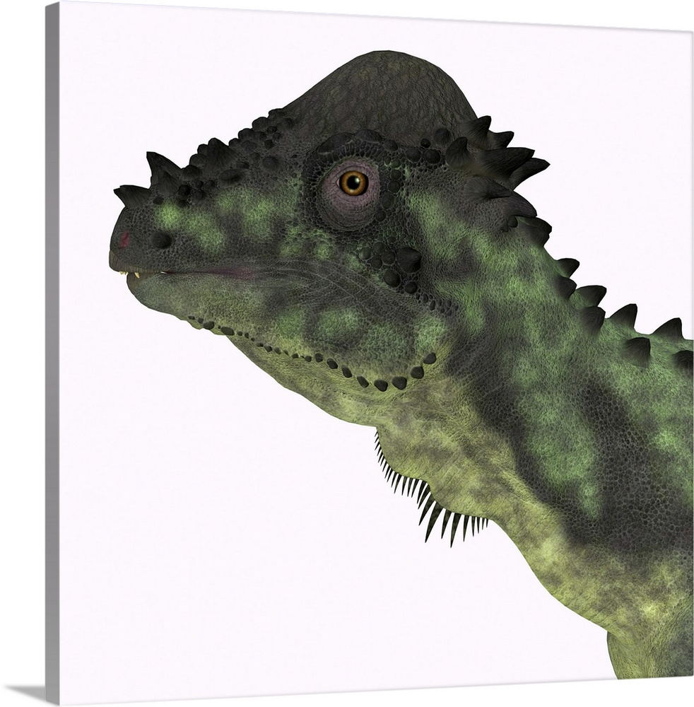 Pachycephalosaurus dinosaur, headshot.