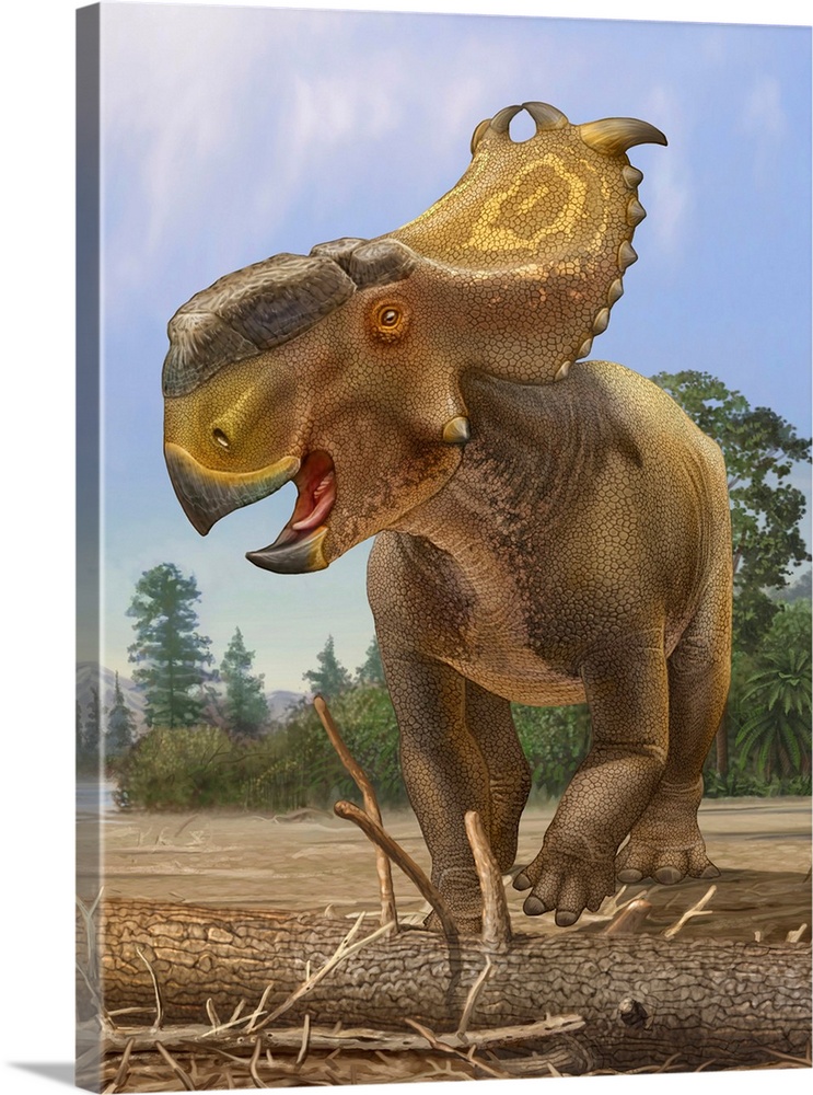 Pachyrhinosaurus dinosaur stays alert for approaching danger.