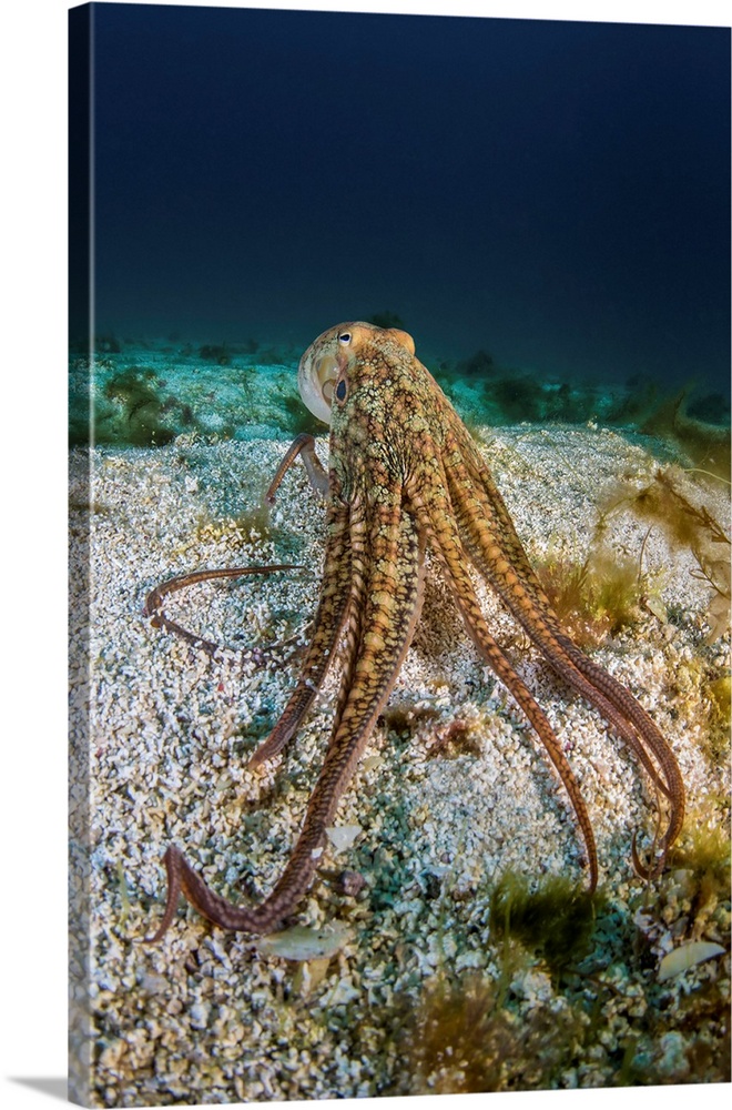 Pacific octopus off the coast of California.