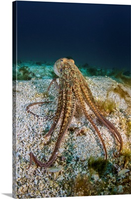 Pacific Octopus Off The Coast Of California