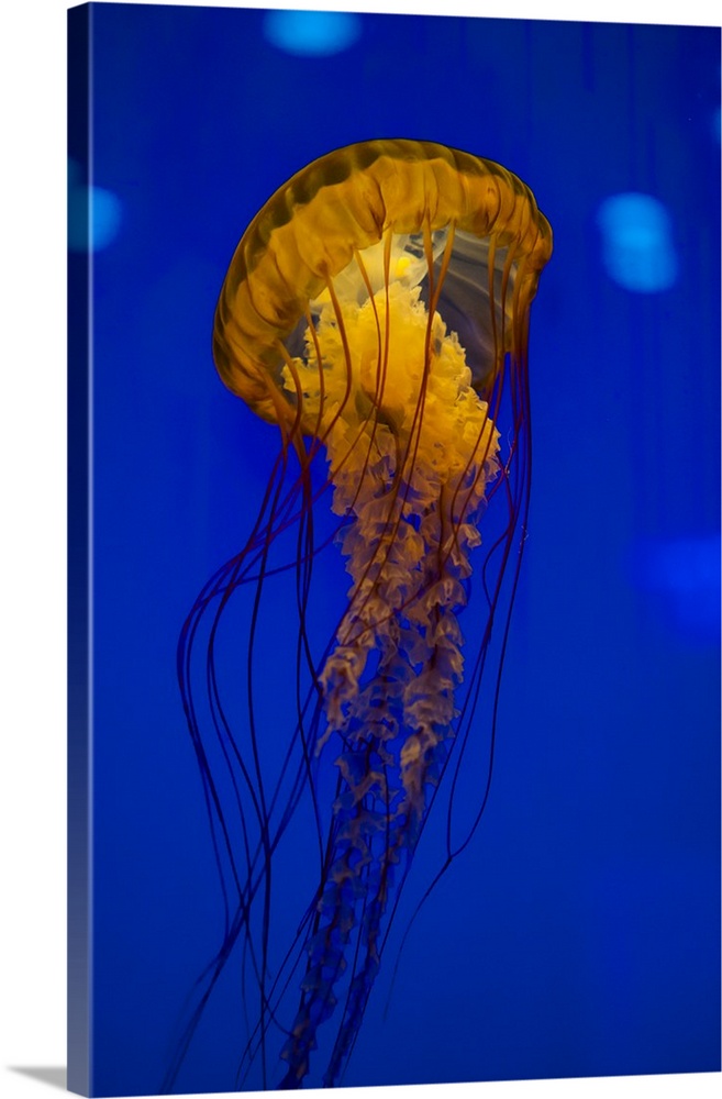 Pacific sea nettle jellyfish.