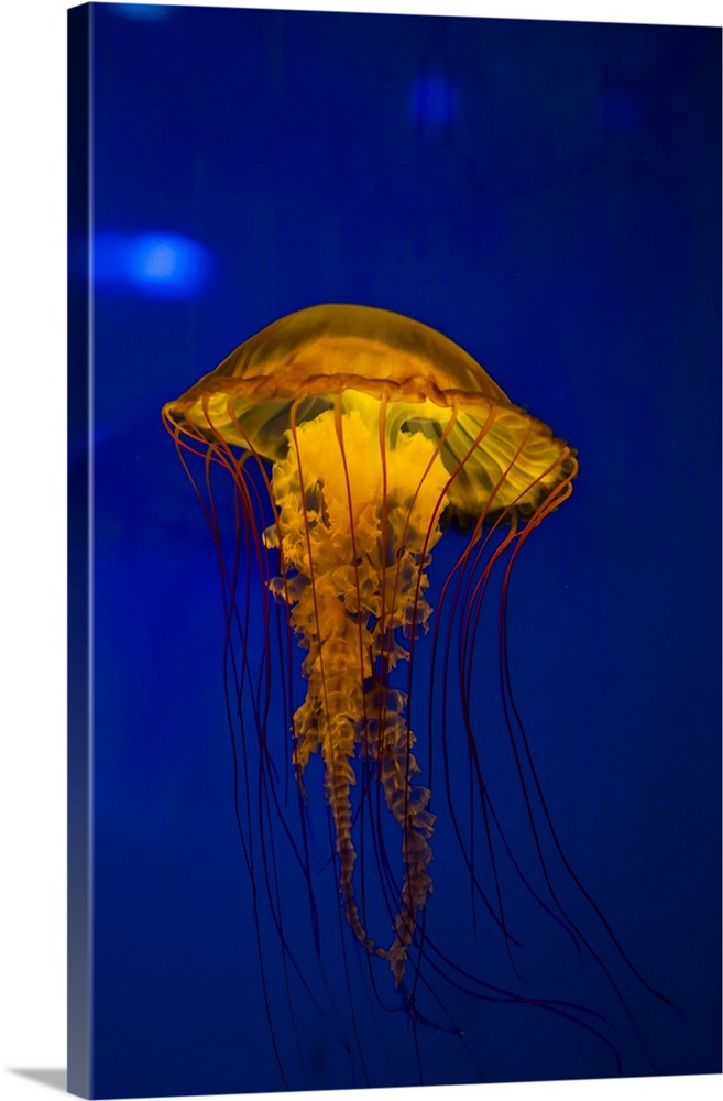 Pacific sea nettle jellyfish.