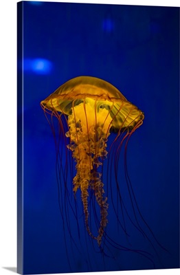Pacific sea nettle jellyfish