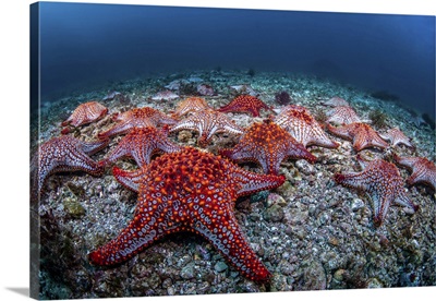 Panamic Cushion Stars, Gather On The Sea Floor, Sea Of Cortez