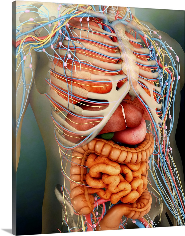Perspective view of human body, whole organs and bones.