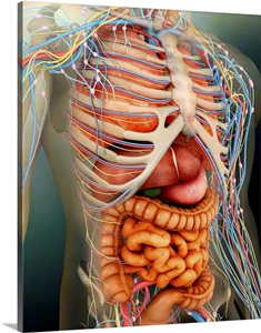 Perspective view of human body, whole organs and bones ...
