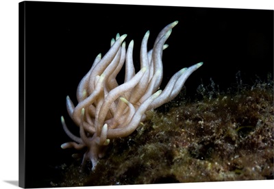 Phyllodesmium Briareum Nudibranch, Anilao, Philippines