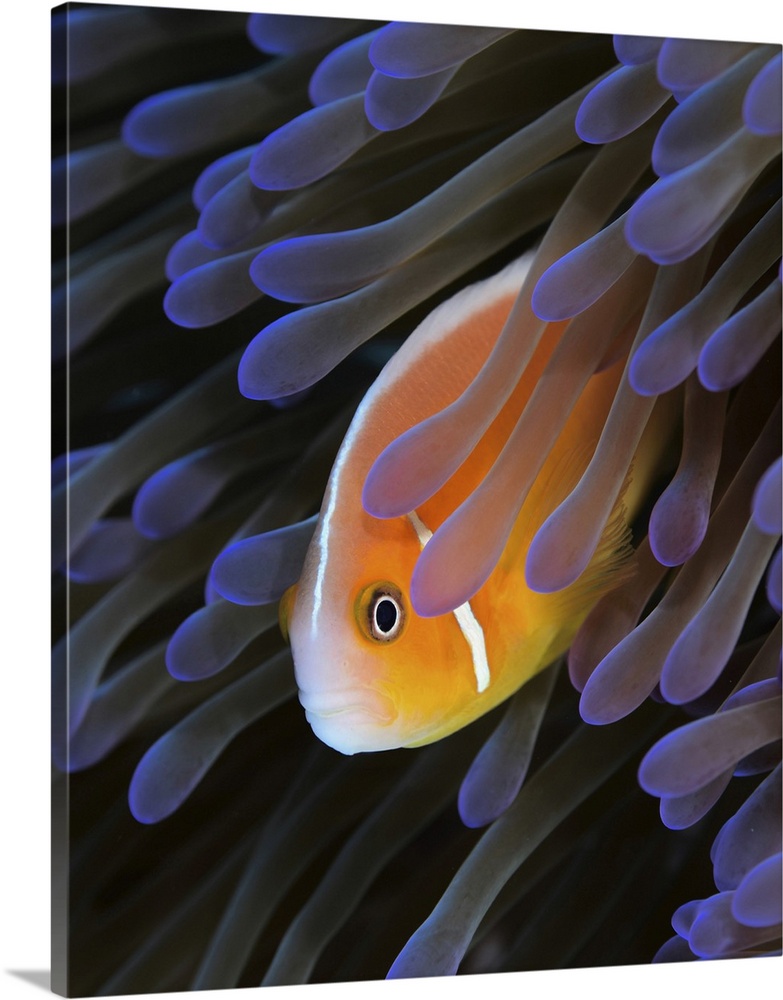 Pink anemonefish (Amphiprion perideraion), Yap, Micronesia.