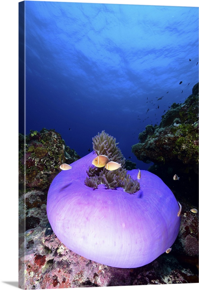 Pink anemonefish with its host anemone, Yap, Micronesia.