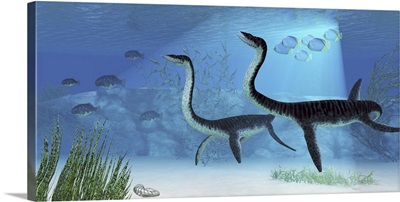 Plesiosaurus dinosaurs swimming the Jurassic seas