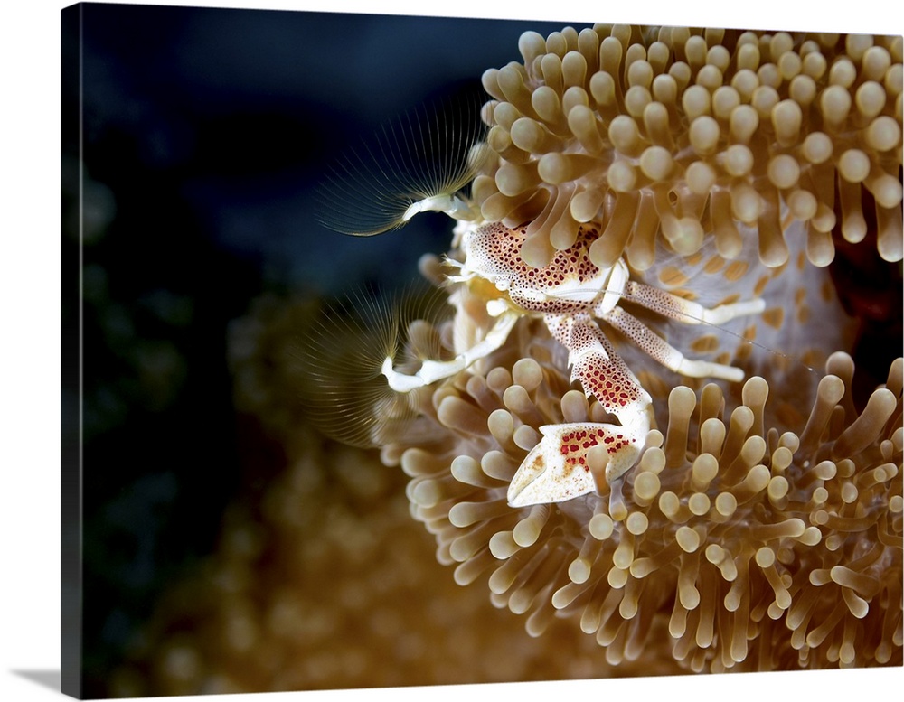 Porcelain crab in anemone, Yap, Micronesia.
